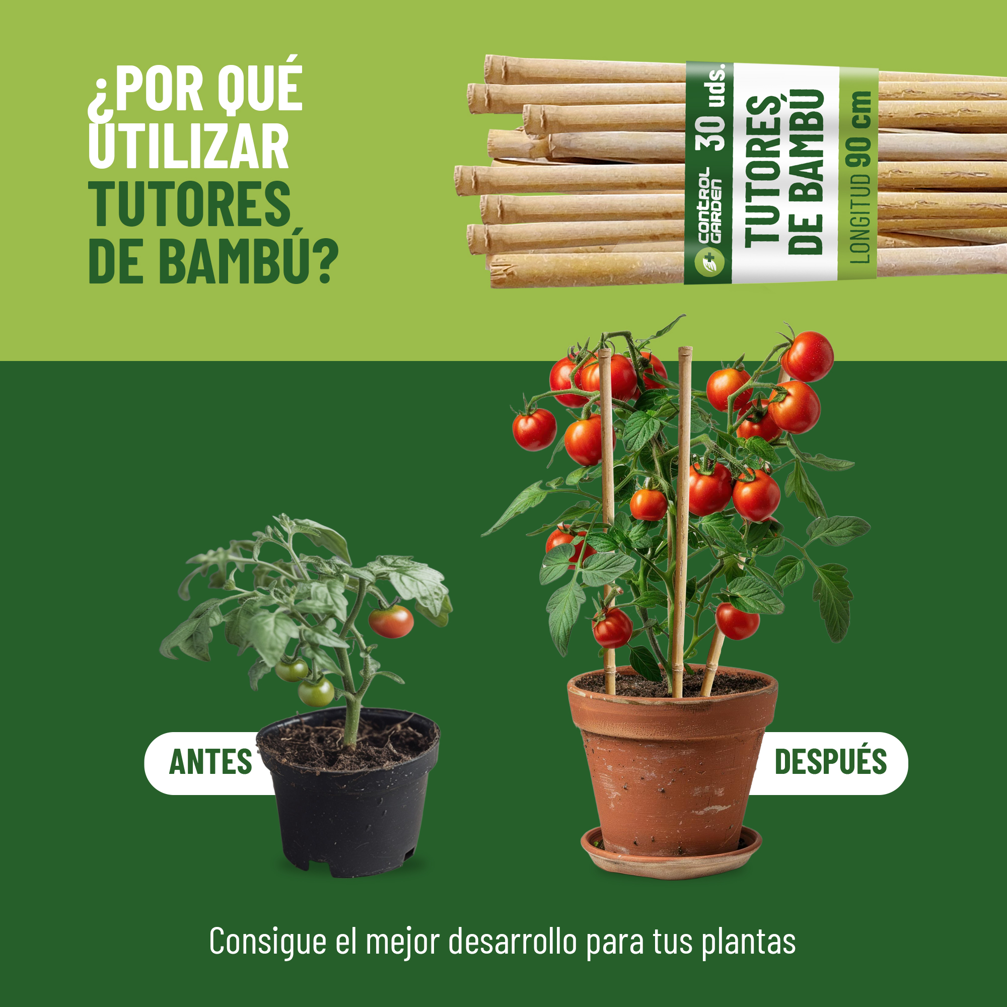 Pack de 30 tutores de bambú natural de 120 cm para soporte de plantas · foto 3
