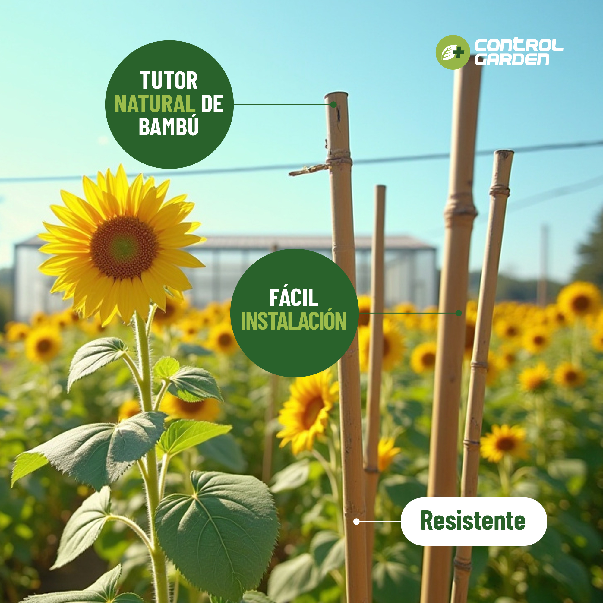 Pack de 30 tutores de bambú natural de 120 cm para soporte de plantas · foto 6